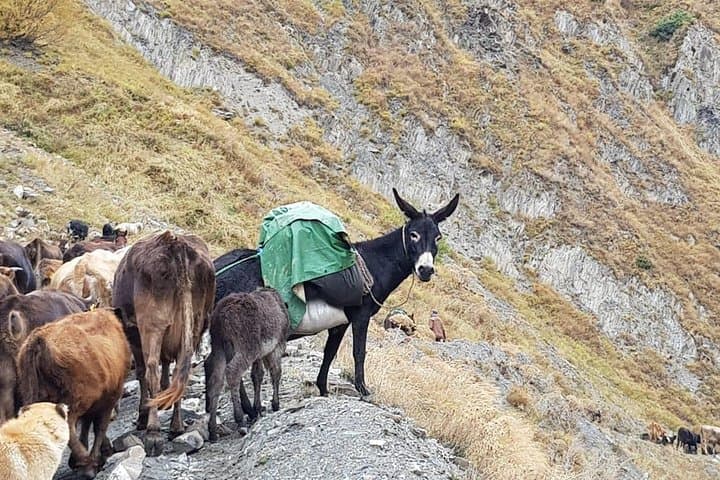 Kazbegi Mountain Tour: Gergeti Trinity, Truso Gorge & Pasanauri Adventures photo 3
