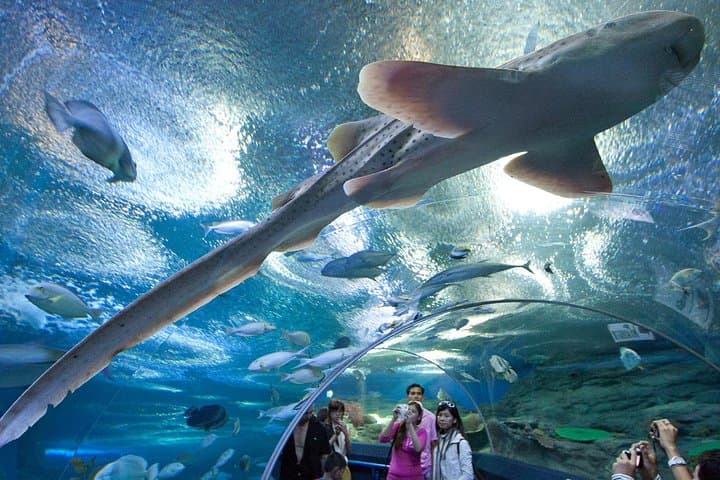 Underwater World Pattaya: What to Expect at Thailand's Modern Aquarium photo 3