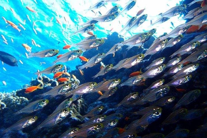 Learn to Scuba at Nilaveli: PADI Open Water Diver Course in Trincomalee photo 6