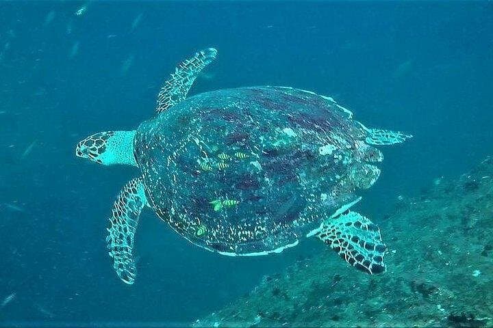 Nilaveli Fun Dives: Reef, Wreck & Night Dives off Pigeon Island photo 2