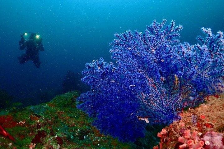 PADI Advanced Open Water Diver Course in Nilaveli — 5 Dives & Specialty Training photo 4