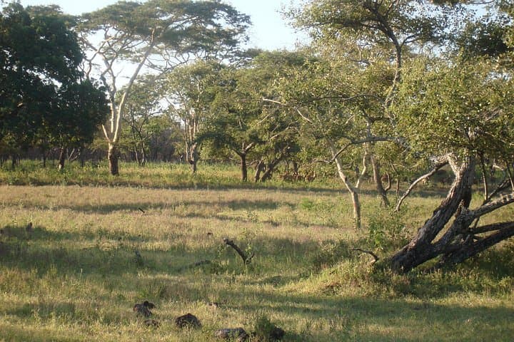 Baluran National Park: Bama Beach, Bekol Savannah & Gua Jepang Day Trip