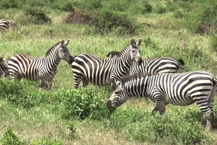 Hells Gate & Lake Naivasha Day Trip from Nairobi: Walk the Gorges and Boat Crescent Island photo 4