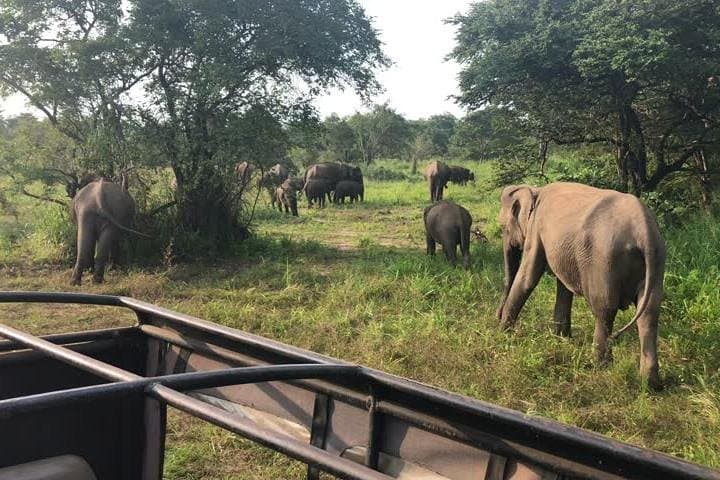 Hurulu Eco Park Private Safari: Close-Up Sri Lankan Elephant Encounters Near Habarana photo 2