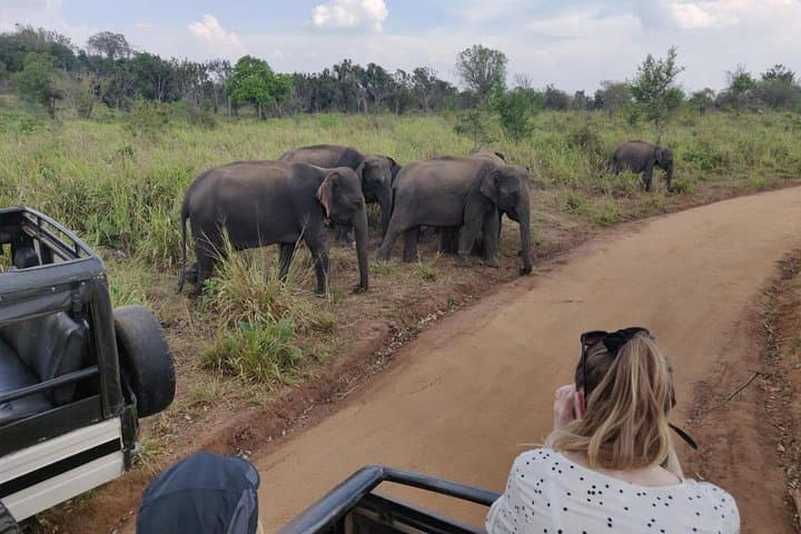 Hurulu Eco Park Private Safari: Close-Up Sri Lankan Elephant Encounters Near Habarana