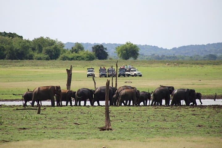 Hurulu Eco Park Private Safari: Close-Up Sri Lankan Elephant Encounters Near Habarana photo 5