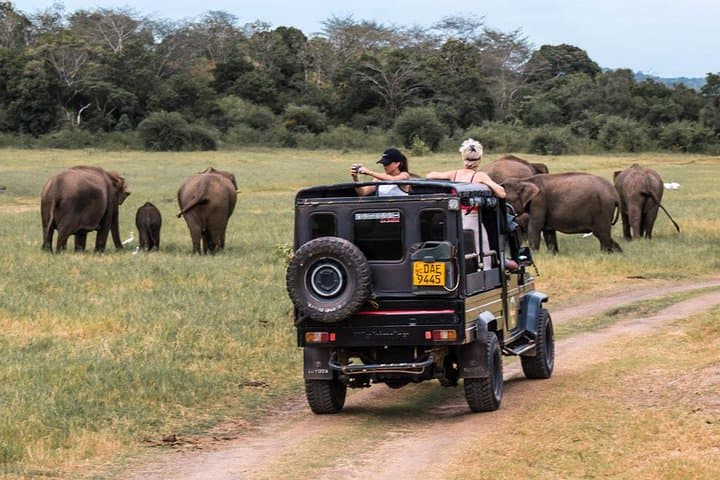 Hurulu Eco Park Private Safari: Close-Up Sri Lankan Elephant Encounters Near Habarana photo 6