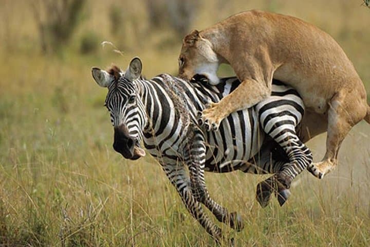 10-Day Kenya Safari: Big Five & Seven Parks from Nairobi photo 6