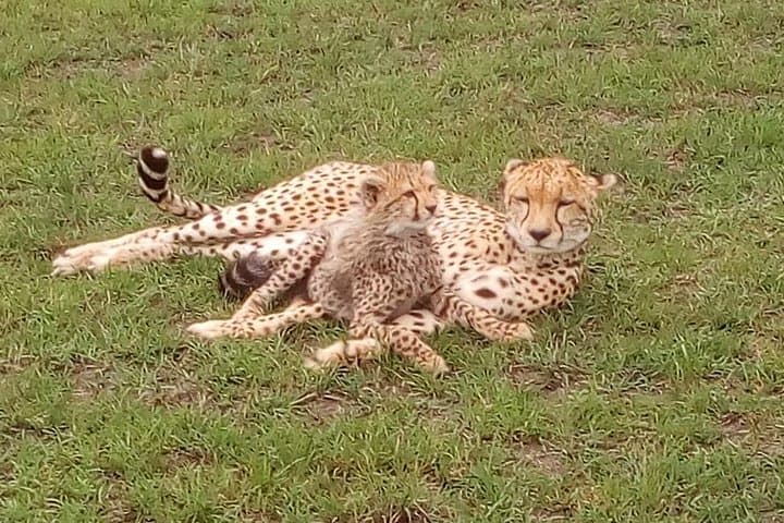 Nairobi National Park Half-Day Game Drive — City Skyline Safari photo 3