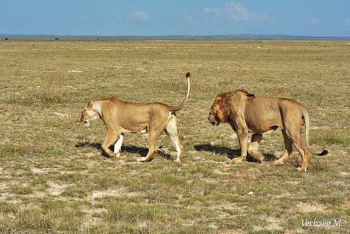 3-Day Safari: Tsavo East & Taita Hills at Saltlick Lodge photo 3