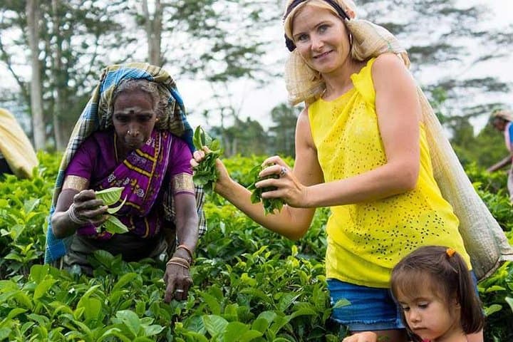 Nuwara Eliya Day Tour: Tea Plantations, Hakgala Gardens & Gregory Lake photo 5