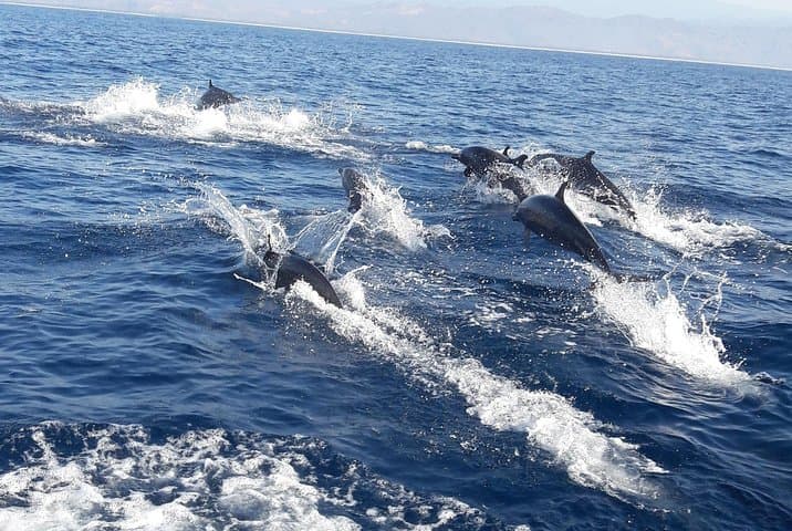 Puerto Escondido Dolphin & Whale Watching: 3-Hour Panga & Snorkel Experience photo 2