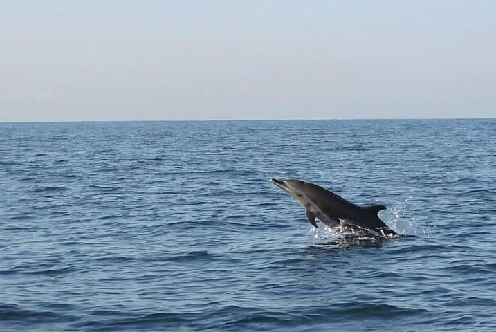 Puerto Escondido Dolphin & Whale Watching: 3-Hour Panga & Snorkel Experience photo 3