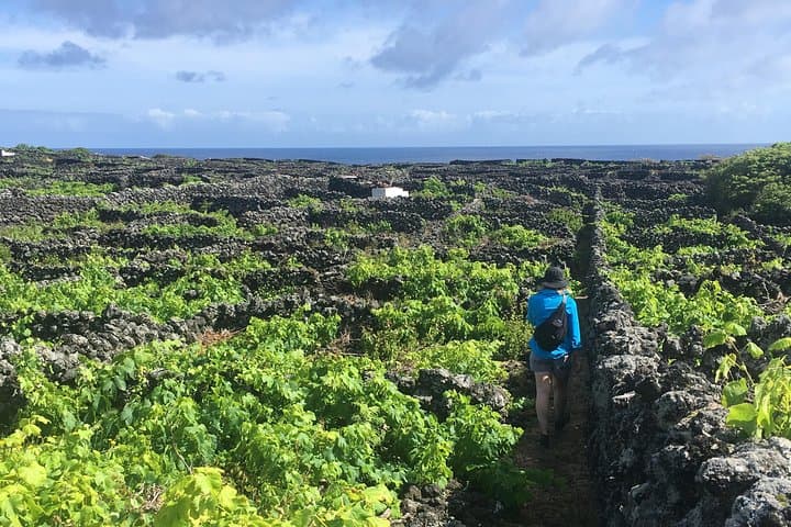 Biscoitos Wine and Vineyards Hike — Terceira’s Verdelho Trail Experience photo 3