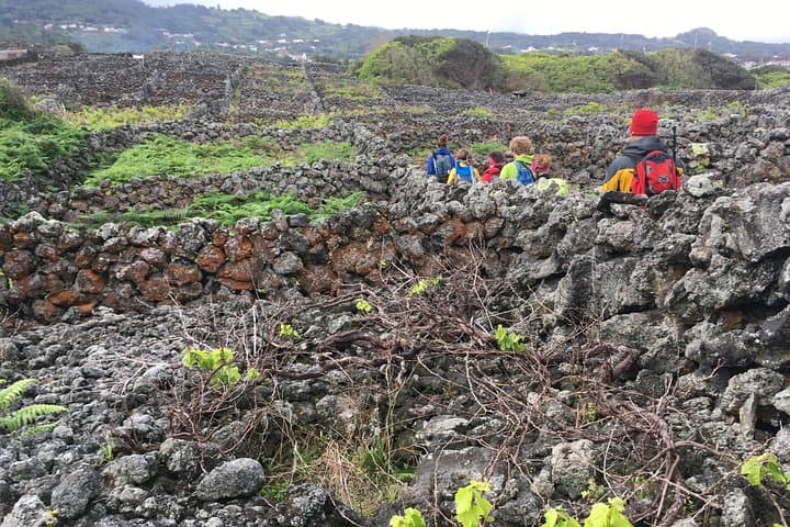 Biscoitos Wine and Vineyards Hike — Terceira’s Verdelho Trail Experience photo 2