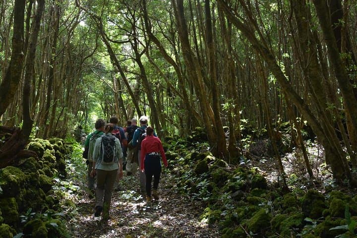 Biscoitos Wine and Vineyards Hike — Terceira’s Verdelho Trail Experience