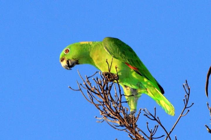 Finca La Gracia Birdwatching Day Trip from Puerto Quetzal