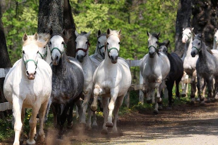 Lipica Stud Farm & Škocjan Caves Day Tour from Trieste — Lipizzans and Karst Canyons photo 3