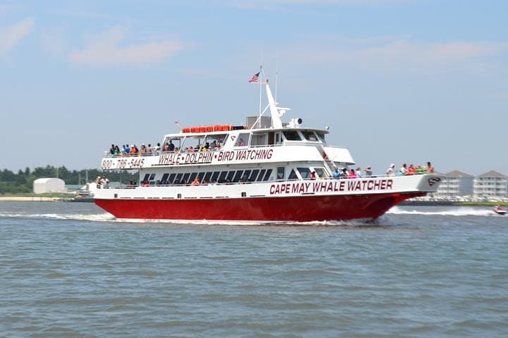 Sunset Dinner Cruise & Dolphin Watching from Cape May: A Two-Hour Bay Adventure photo 2