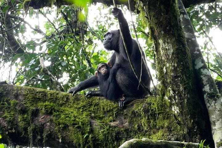 3-Day Kibale Chimpanzee Tracking: Forest Trails, Crater Lakes & Amabere Caves photo 2