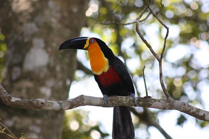 Full-Day Rio Tour: Corcovado, Parque Lage & Selaron Steps photo 5