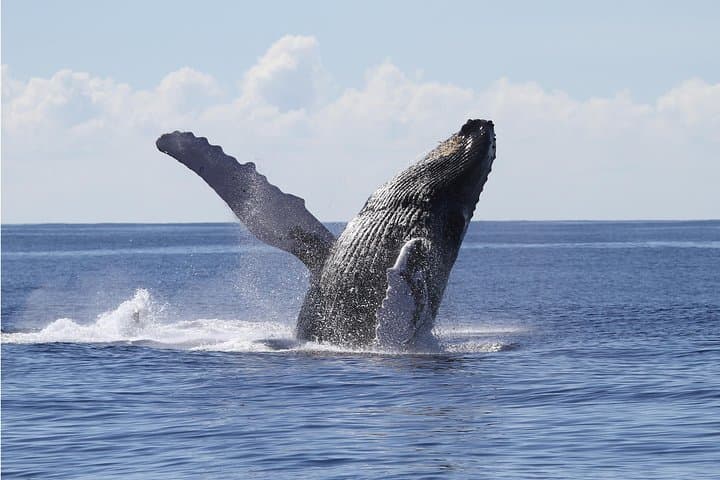 Oahu Whale Watching Cruise Aboard The Majestic — Best Time, Tips & What to Expect