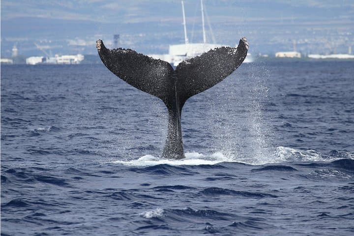 Oahu Whale Watching Cruise Aboard The Majestic — Best Time, Tips & What to Expect photo 2