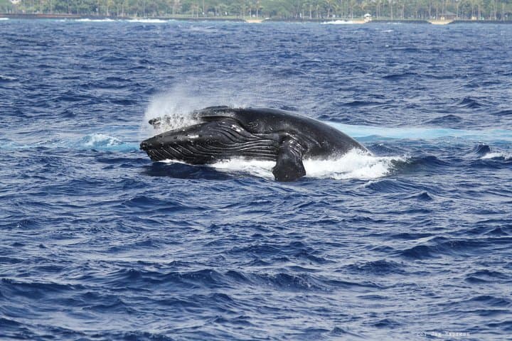 Oahu Whale Watching Cruise Aboard The Majestic — Best Time, Tips & What to Expect photo 5