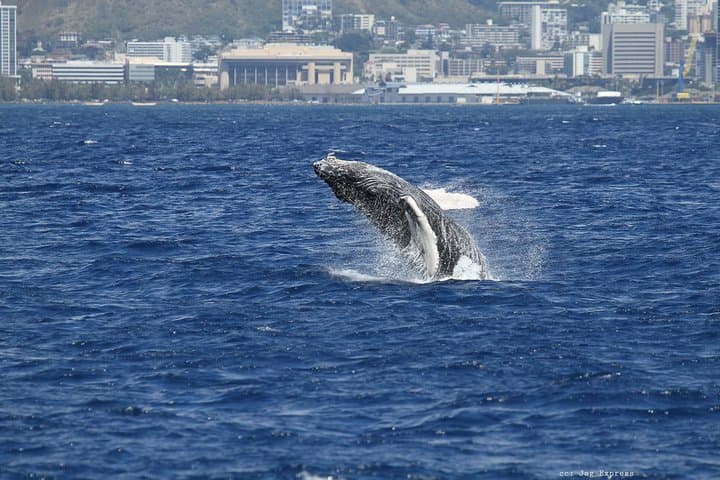 Oahu Whale Watching Cruise Aboard The Majestic — Best Time, Tips & What to Expect photo 6