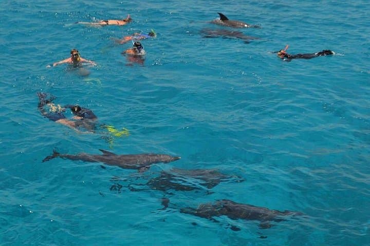 Dolphin House Snorkel Trip from Hurghada — Swim with Dolphins & Reef Snorkeling photo 3