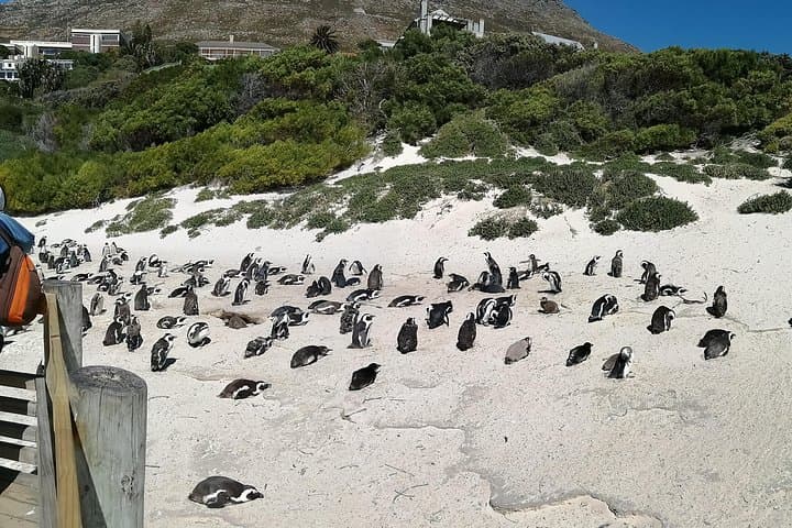 Private Cape Peninsula Tour: Cape of Good Hope, Seal Island & Boulders Beach Penguins