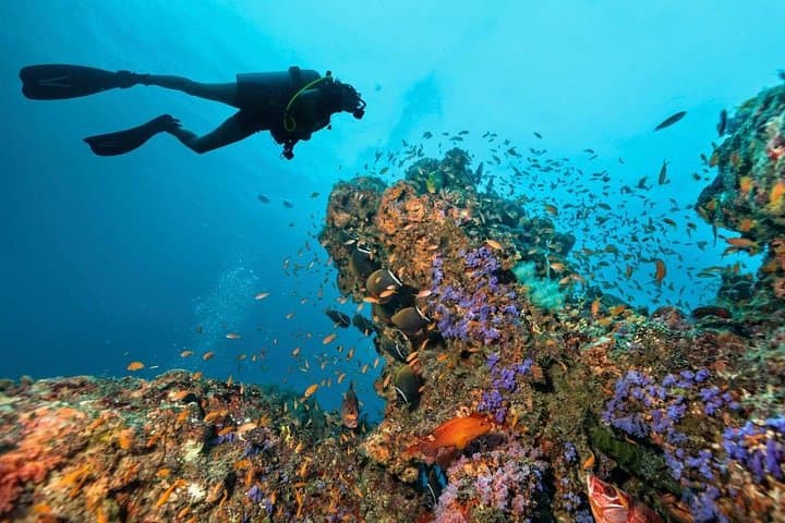 Full-Day Diving Adventure in Hurghada: Coral Reefs, Turtles & Snorkel Stops