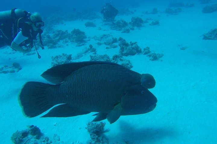 Full-Day Diving Adventure in Hurghada: Coral Reefs, Turtles & Snorkel Stops photo 2