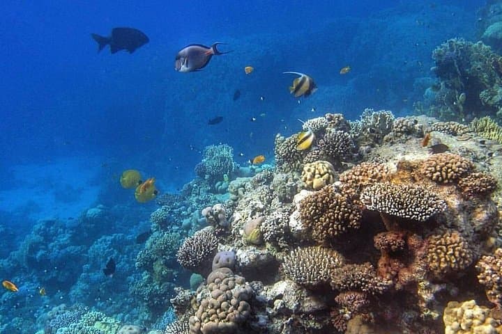 Full-Day Diving Adventure in Hurghada: Coral Reefs, Turtles & Snorkel Stops photo 3