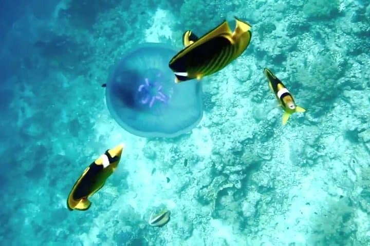 Full-Day Diving Adventure in Hurghada: Coral Reefs, Turtles & Snorkel Stops photo 5