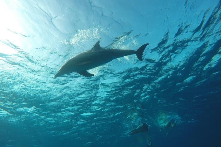 Full-Day Diving Adventure in Hurghada: Coral Reefs, Turtles & Snorkel Stops photo 6
