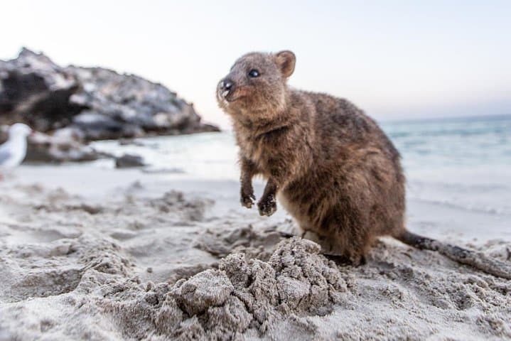 Perth to Rottnest Island Roundtrip Ferry — Day Trip from Perth photo 2