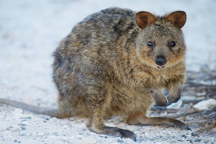 Full-Day Rottnest Island Grand Tour: Heritage Train, WWII Tunnels & Beaches photo 4