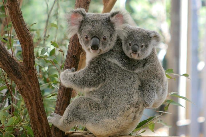 Brisbane River Cruise to Lone Pine Koala Sanctuary — Day Trip from Southbank photo 2