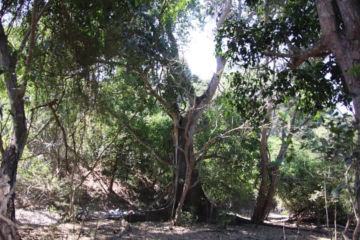 Sierra Vallejo Jungle Hike: 5km Beginner Trek in the Sierra Madre Occidental photo 6