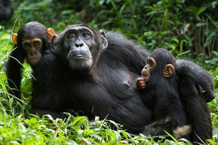 6-Day Uganda Gorilla & Chimpanzee Safari — Bwindi, Kibale, Murchison Highlights photo 5