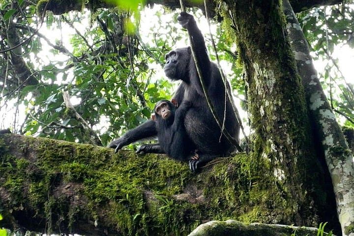 Kibale National Park Chimpanzee Tracking — 1-Day Primate Safari from Fort Portal photo 4