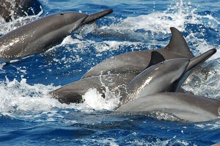 Mirissa Whale & Dolphin Safari with Galle Fort and Gem Tour photo 3