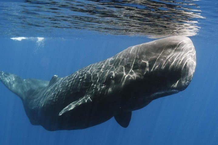 Mirissa Whale & Dolphin Safari with Galle Fort and Gem Tour photo 4