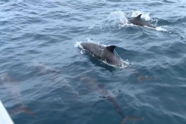 Mirissa Whale & Dolphin Safari with Galle Fort and Gem Tour photo 5