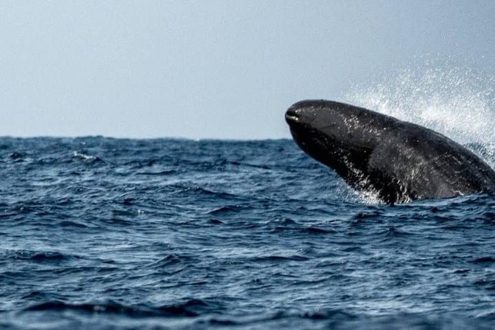 Mirissa Whale & Dolphin Safari with Galle Fort and Gem Tour photo 6