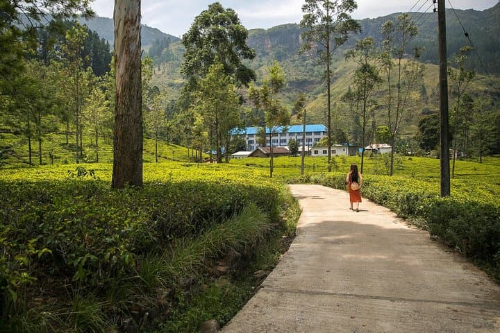 Adventurous Spirit: 18-Day Sri Lanka Hill Country to Coast Road Trip photo 6