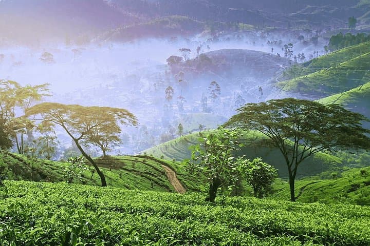 3-Day Hill Country Circuit: Kandy, Nuwara Eliya & Ella from Colombo photo 2
