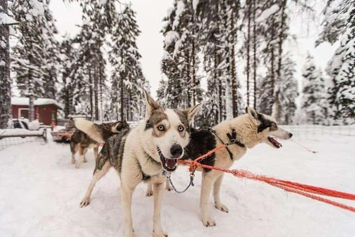 Husky Safari from Levi: 2km & 5km Husky Sledge Rides in Lapland photo 5
