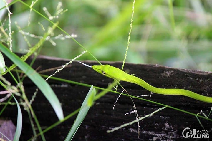 Kinabatangan River Cruise Day Trip: Evening Wildlife Safari on Borneo
